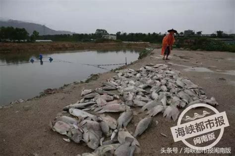 疑遭投毒！南安官橋一釣魚場，數千斤魚一夜間死光光！ 每日頭條