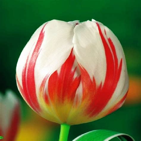 Tulipan Triumph Happy Generation Szt Cebulki Tulipan W Benex