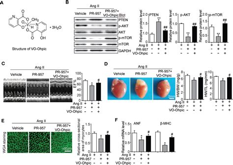 Frontiers Selective Inhibition Of The Immunoproteasome I Prevents