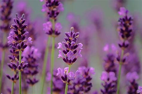 Para que sirve la Infusión de Lavanda o espliego Remedios Naturales