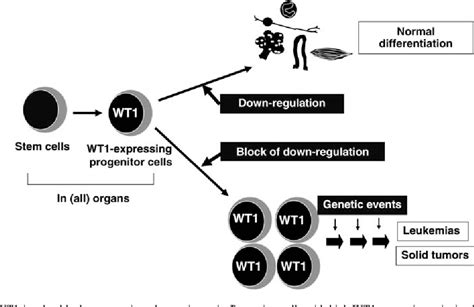 Figure 1 From Wt1 Wilms Tumor Gene 1 Biology And Cancer