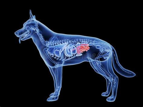 El Intestino Delgado De Los Perros Stock De Ilustración Ilustración