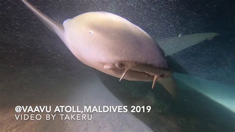 201909 Vaavu Atoll Maldives Nurse Shark Jacks And Rays Youtube