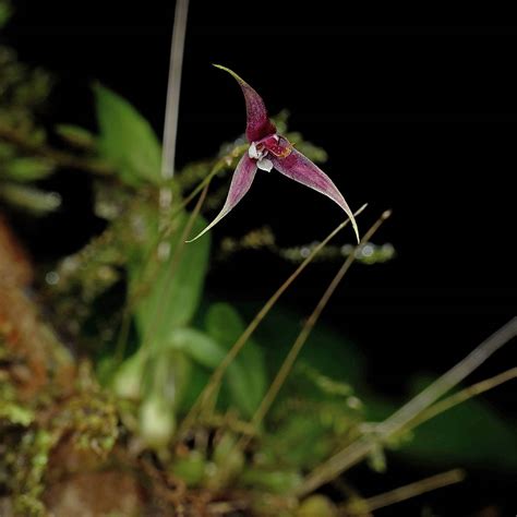 Bulbophyllum Lipense Orchidaceae Image At Phytoimages Siu Edu