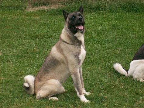 Akita Dog Breed Information Pictures And More