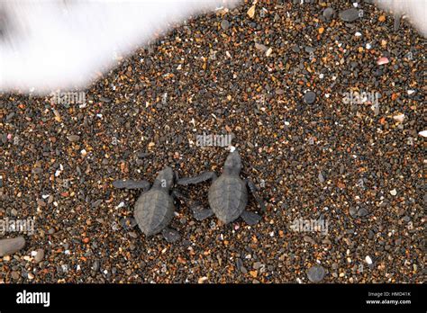 Olive Ridley Turtle Hatchlings Lepidochelys Olivacea Arriving At Ocean Ostional Wildlife