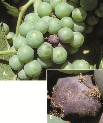 Bunch Rot Part I Botrytis Cinerea Lodi Growers