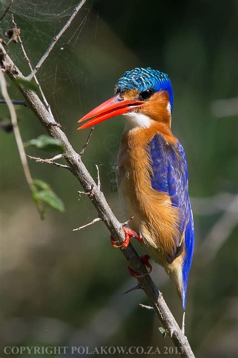 The Magnificent Malachite Kingfisher Africa Wildlife African