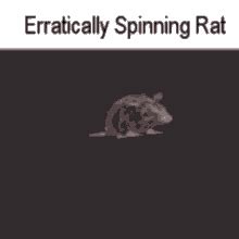 Spinning Rat Spinning GIF - Spinning Rat Spinning Rat - Discover ...