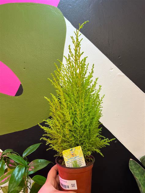 Lemon Cypress The Curious Plantaholic