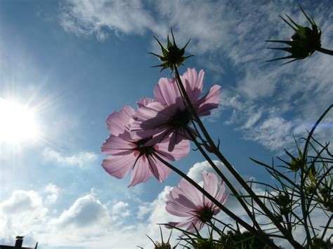 Free Images Tree Nature Blossom Cloud Sky Sunset Sunlight