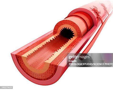 Intestinal Wall Photos And Premium High Res Pictures Getty Images