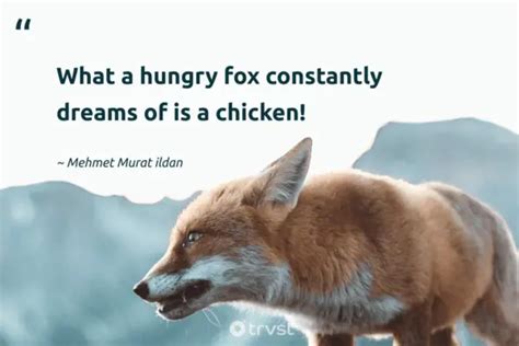 40 Fascinating Fox Quotes about the Clever Canines (2024)