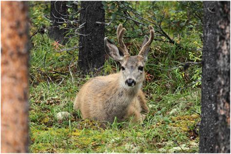 Rockies Wildlife on Behance