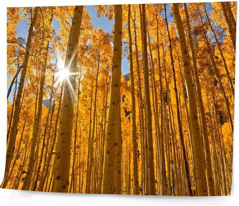 Dqwijakx91 Diy Digital Painting Sun Bursting A Grove Fall Aspen Trees Paint By