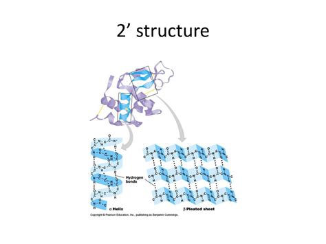 Biochemistry Macromolecules Part 2 Ppt Download