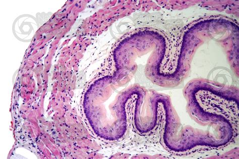 Rat Esophagus Transverse Section X Rat Mammals Digestive