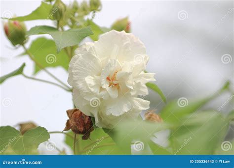 A Hibiscus Mutabilis Flower At The Garden Stock Image Image Of Floral