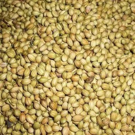 Coriander Seed Packaging Type Gunny Bag At Rs Tonne In Surat