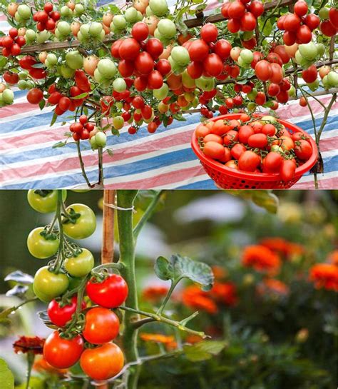 10 Consejos Esenciales Para Cultivar Tomates Consejos Brillantes