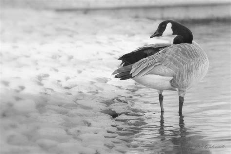 Canada Goose In Black And White North Lake Woodbridge Ir Flickr