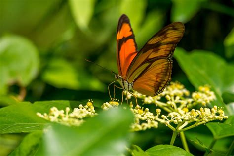 Gambar Alam Rumput Sayap Daun Hijau Serangga Botani Flora