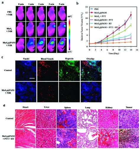 A Photothermal Images Of T Tumor Bearing Mice Under Nir Laser