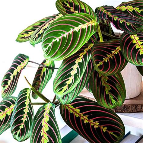 Maranta Leuconeura Buy 6000 Plants Seeds Pots Online At Himadri