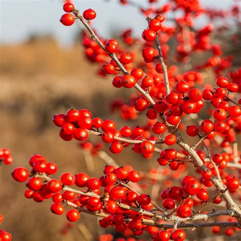 Winterberry Tree Seeds (Ilex verticillata) – Vermont Wildflower Farm