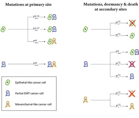 2 Schematic Representation Of Possible Emt Mutations At The Primary