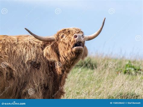 A Close Up Photo Of A Highland Cow Mooing Stock Photo Image Of