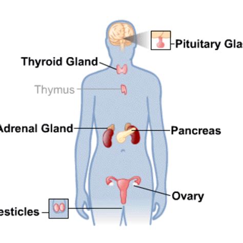 Endocrine System Major Organs