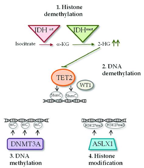 Epigenetic Regulators Commonly Mutated In Aml This Scheme Highlights