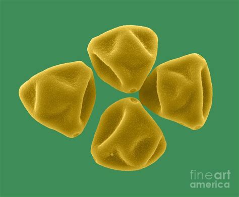 Hazel Pollen Grains Sem Photograph By Clouds Hill Imaging Ltd Fine