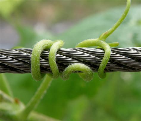 How To Train Twining And Clinging Vines To Grow On A Fence Trellis Post