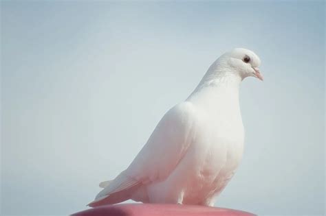 Que Significa Una Paloma Blanca En La Casa Sale Dakora Co