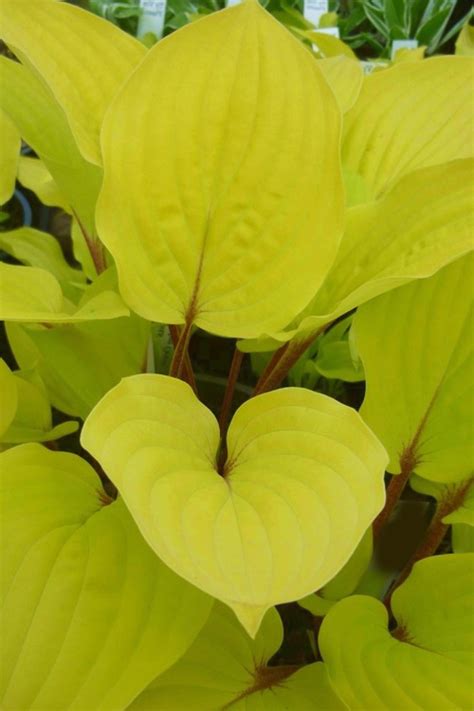 Buy Fire Island Hosta Lily Free Shipping Wilson Bros Gardens