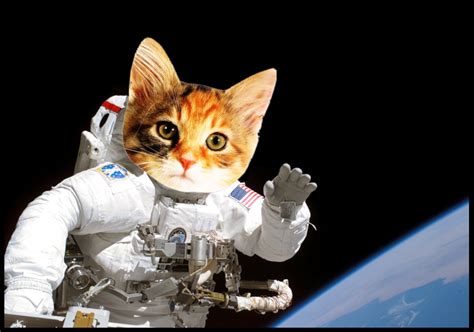 Cat Astronaut Wallpaper - WallpaperSafari