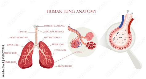 Lung anatomy, alveoli structure and gas exchange scheme Stock Vector ...