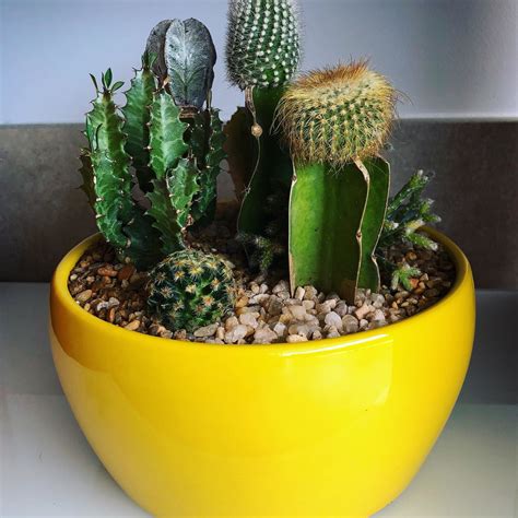 Terrário cactos e suculentas vaso cerâmica Elo7