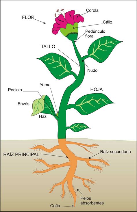 Partes De La Plantas