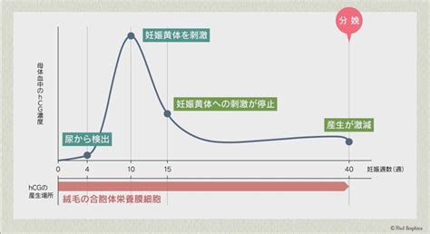 【妊娠判定とhcg】着床前〜着床後のhcg濃度の変化 岩城産婦人科妊活ブログ