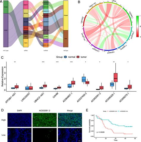 Co Expression Status And Expression Level Of M C Related Lncrnas In