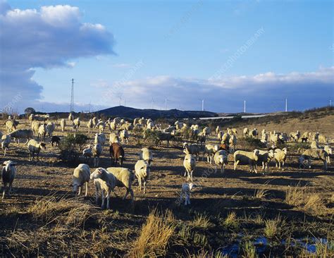 Sheep Grazing Stock Image E7640302 Science Photo Library