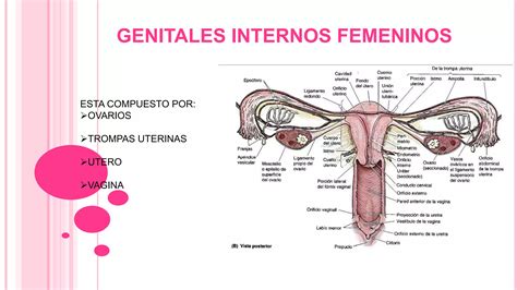 Anatomia Genitales Femeninos Ppt