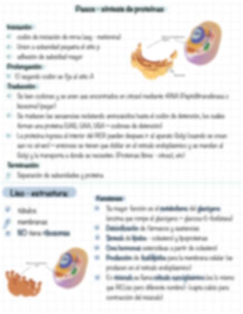 Solution Biolog A La C Lula Y Sus Organelos Apuntes Studypool