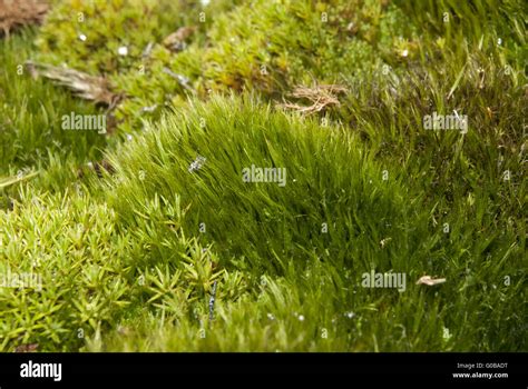 Mosses of Antarctica Stock Photo - Alamy