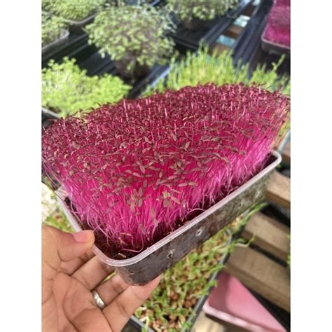 Red Garnet Amaranth Microgreens Seeds High Quality And High Germination