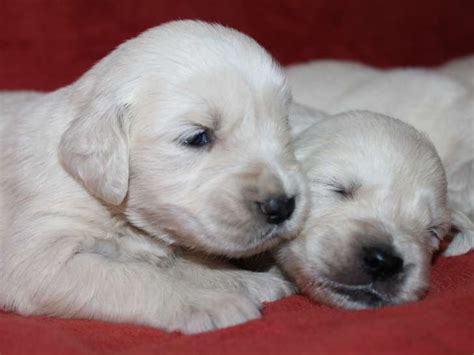 Chiots Golden Retrievers Lof R Server Petite Annonce Chien