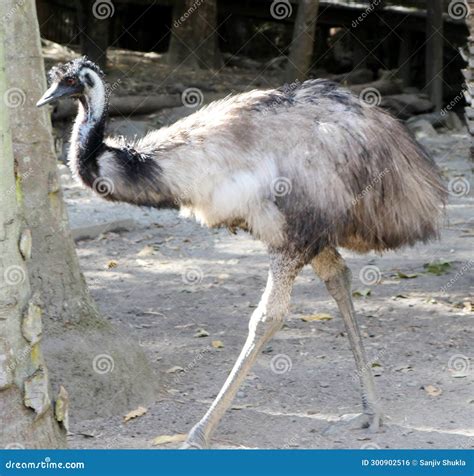 Emus (Dromaius Novaehollandiae) in a Zoo Enjoying Sunshine : (pix ...